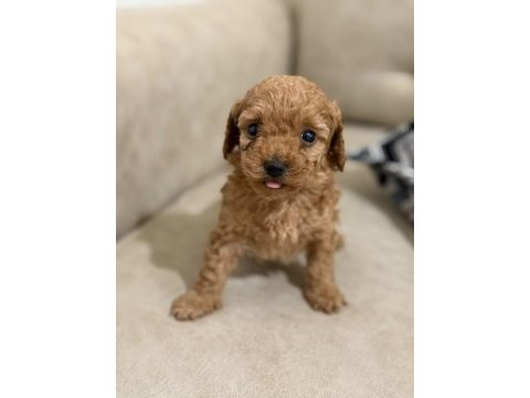 Bir avuç mutluluk toy poodle bebeklerimden