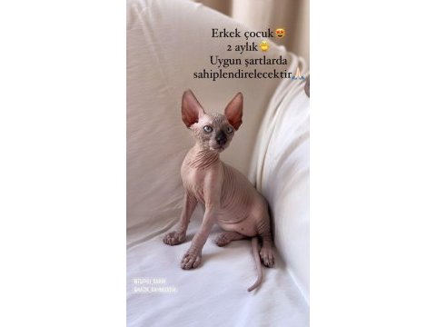 Safkan sphynx (sfenks) 2 aylık, 1 erkek 2 dişi