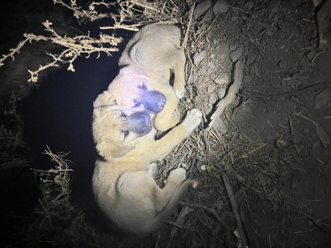 Kangal - anadolu çoban köpeği ve akbaş yavrusu