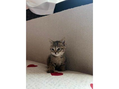 British shorthair