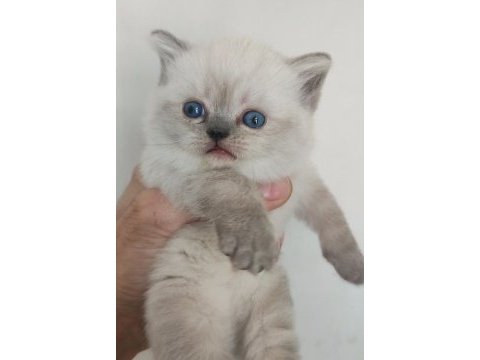 Blue point kedimiz