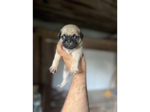 Kısa bacak pug sıfır burun iri kemik yapısı