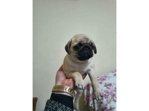 Pug bebeğim