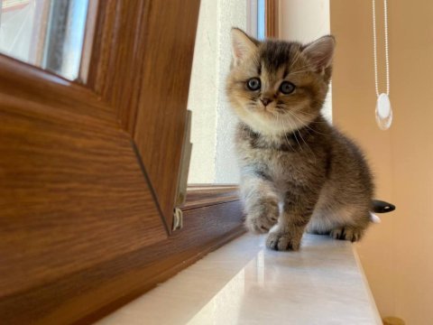 Scottish straight golden tabby