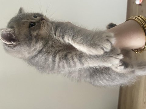 Yavru british shorthair