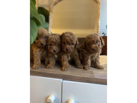 Orjinal toy poodle yavrularım