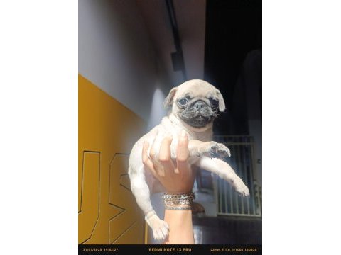 Erkek pug bebek tuvalet eğitimli