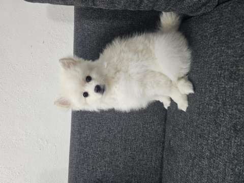 Yavru pomeranian ve anne