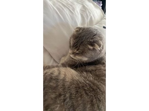 Ücretsiz sahiplendirme scottish fold kedimiz