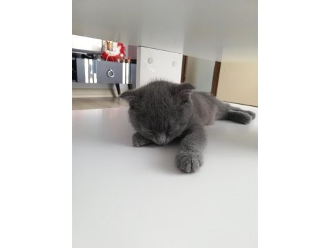 Yavru kedi