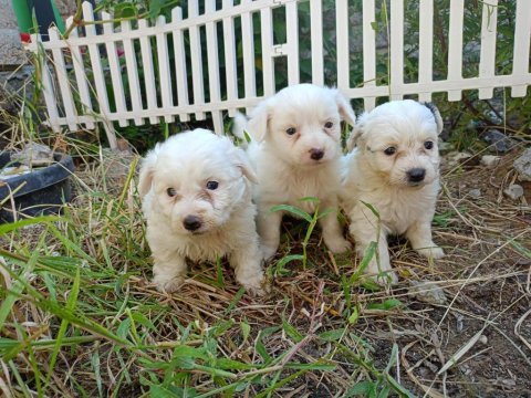 2 aylık maltese terrier yavrular