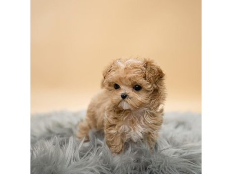 Maltipoo yavrularımız