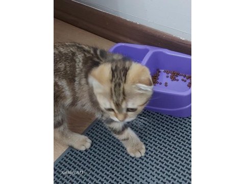 3 aylık eğitimli dişi scottish fold
