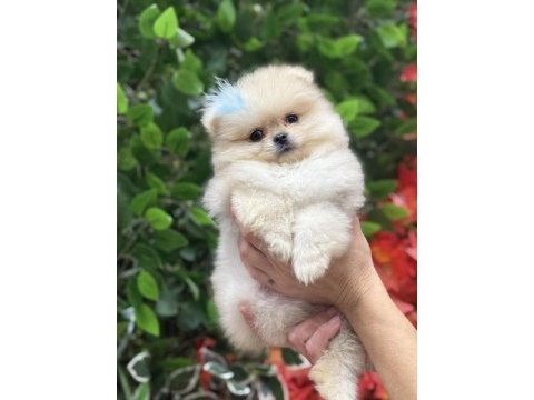 Mini teacup pomeranian oğlumuz