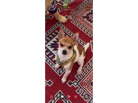 5 aylık chihuahua