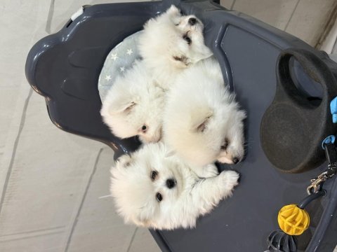 Antalyadan pomeranian boo yavrularımız