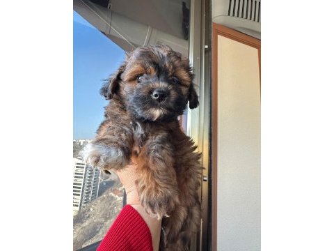 Maltipoo yavru köpeğimiz