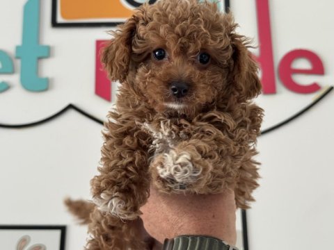 Petmode köpek çiftliğinden kore maltipoo