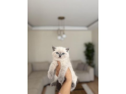 Birbirinden güzel brıtısh shorthair yavrularım 