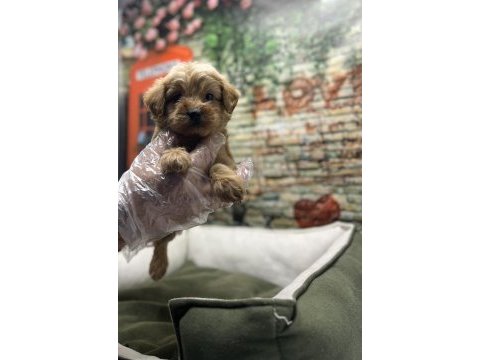 Maltipoo red erkek yavrumuz @petclubadanaa