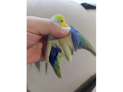 Efsane renk forpus papağanı