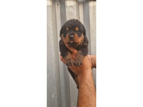 Koca kafalı rottweiler yavrular