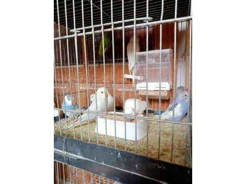 Sahiplendirilecek yavru muhabbet kuşları