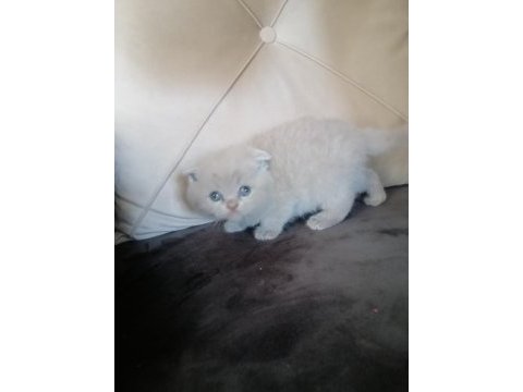 Scottish fold yavru kedimiz antalya