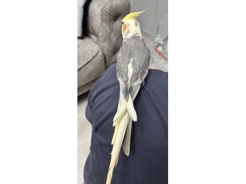 Erkek evcil sultan papağanı