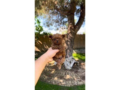 Tea cup poodle yavrularımız 