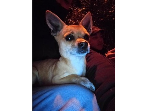 Eşleşme chihuahua 2 yaşında erkek köpeğimiz için
