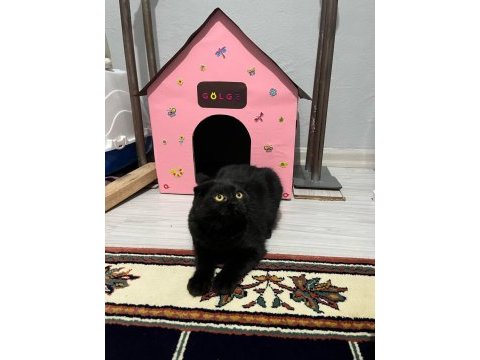 Siyah scottish fold kızımıza yuva arıyoruz