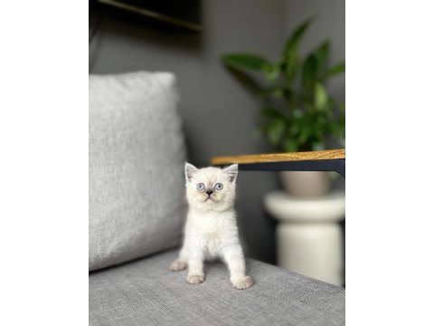 Brıtısh shorthair blue point yavrularım 