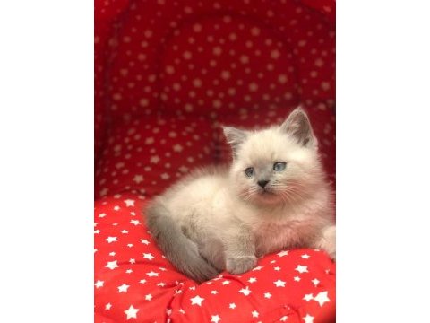 Brıtısh shorthair blue point yavrularım 