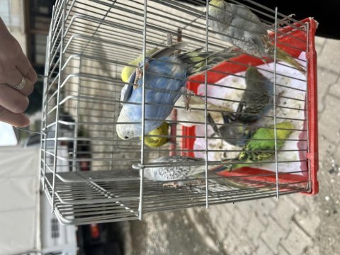 Yeni yeme düşmüş kaliteli muhabbet kuşu yavrular