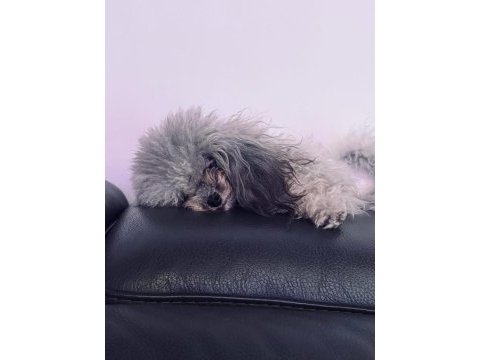 Korekan silver nadir renk poodle