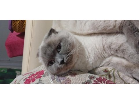 Scottish fold blue point sahiplendirme