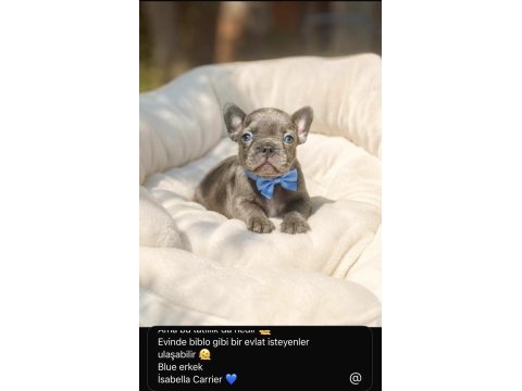 Sevimli french bulldog yavrular
