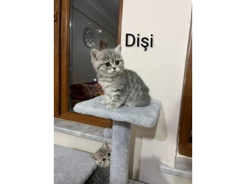 2 aylık yavru cins kedilerimiz