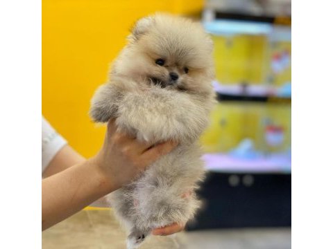 Dünya tatlısı pomeranian yavruları