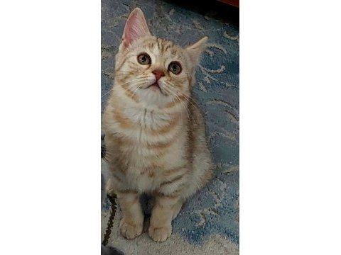 3 aylık savannah yavrusu