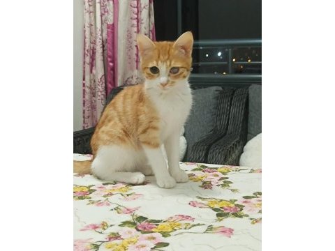 Tekir 5 aylık ücretsiz sahiplendirme