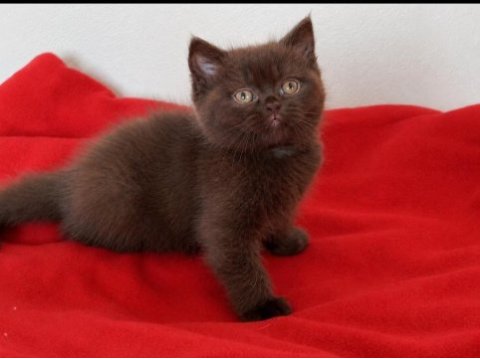 British chocolate solid erkek