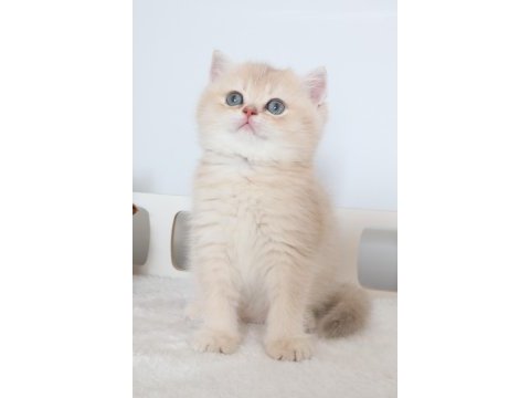 Krem rengi dişi yavru british shorthair