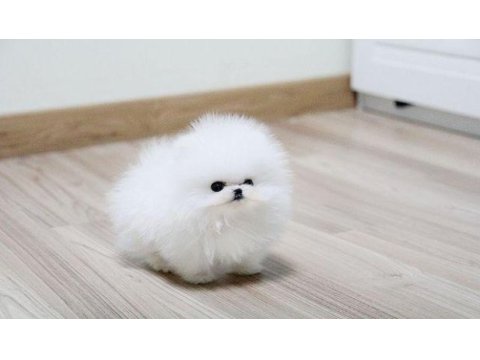 Pomeranian boo erkek dişi yavrularımız