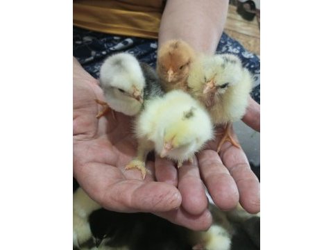 Yeni çıkım civcivler çeşit çeşit