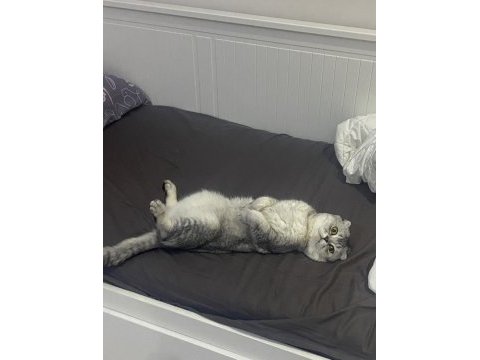 Scottish fold (erkek) – yeni yuvasını arıyor
