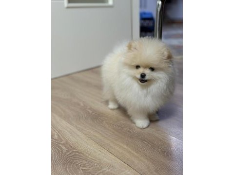 Olağanüstü güzellikte pomeranian