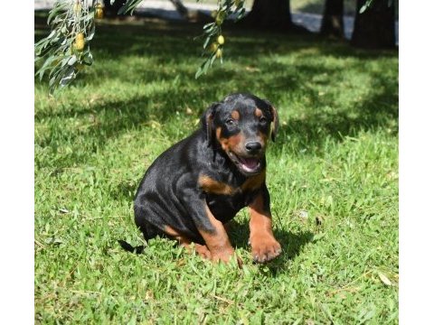 Europen iri doberman yavrular