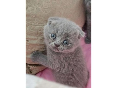 Scottish fold gri yavrular